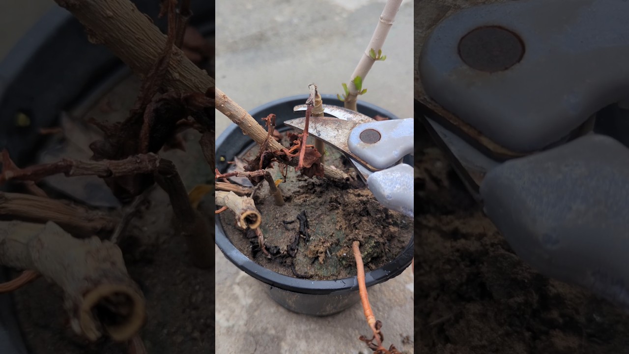 How to save the dried plant in Monsoon #care #monsoon #plants