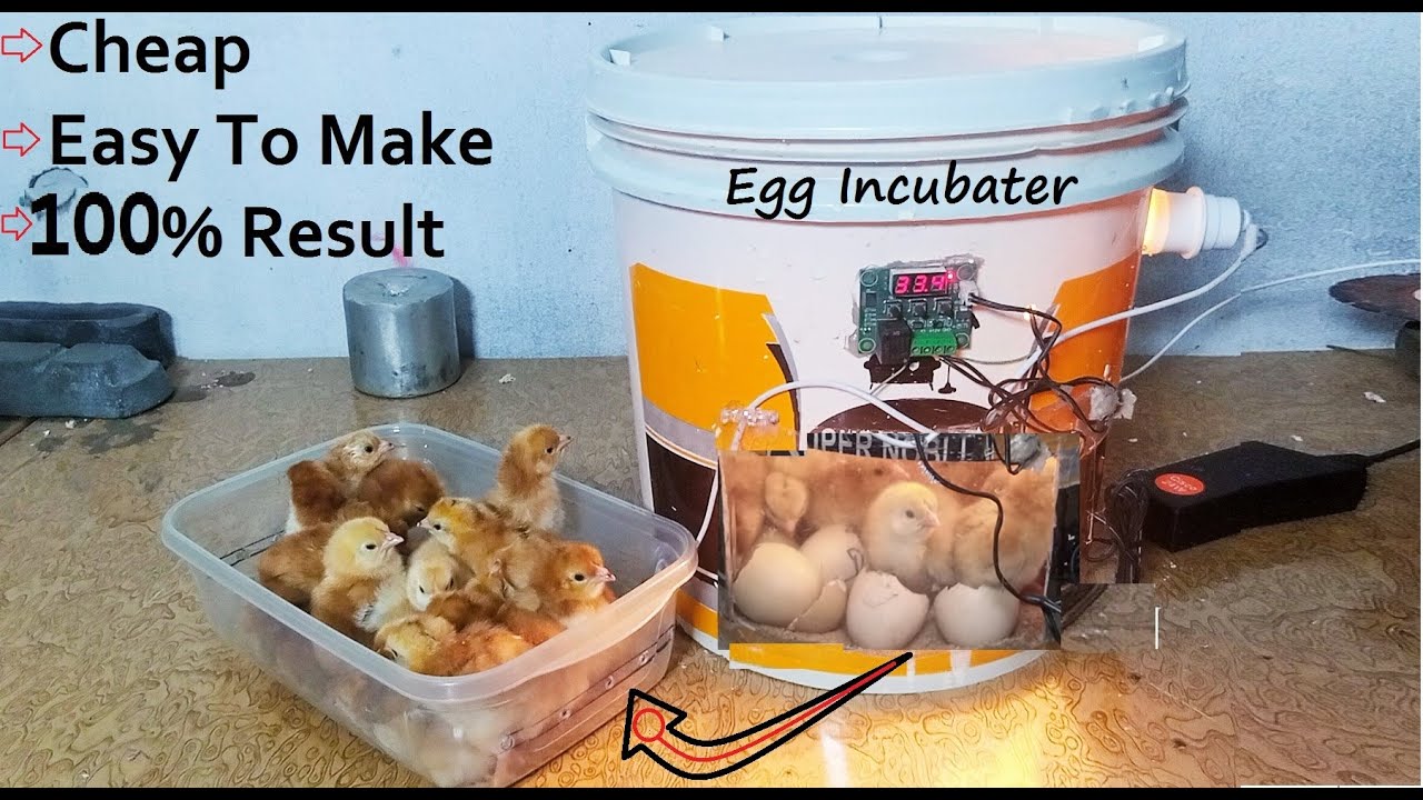 Easy idea to Make Egg Incubator By using waste paint bucket || Egg Hatching in Old bucket | Chicks