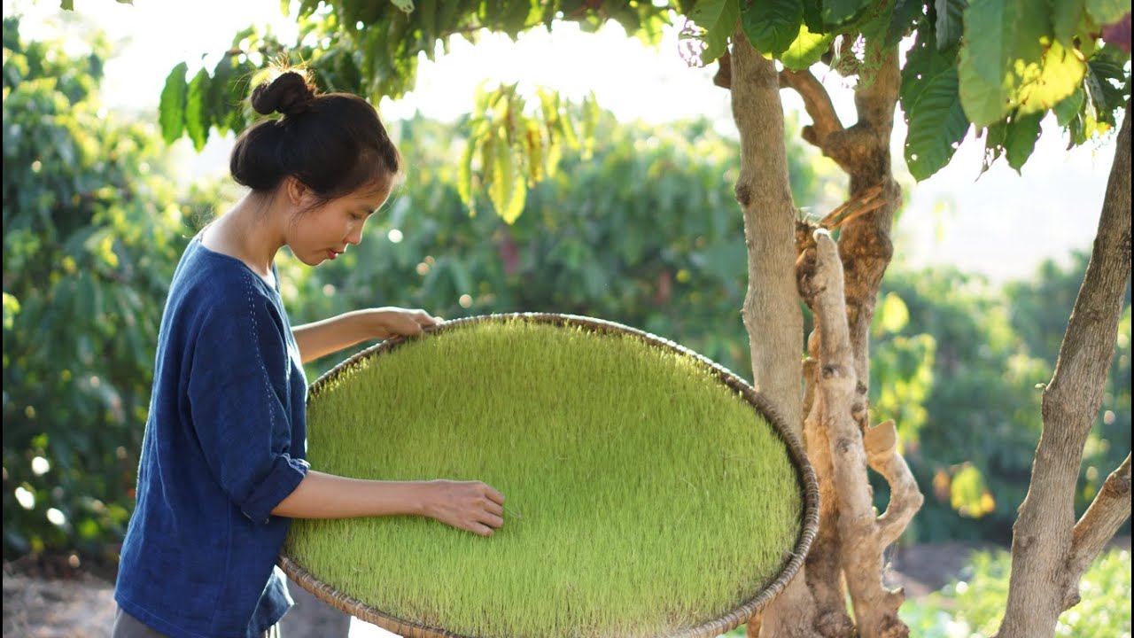 Đường Mạch Nha Từ Mầm Lúa