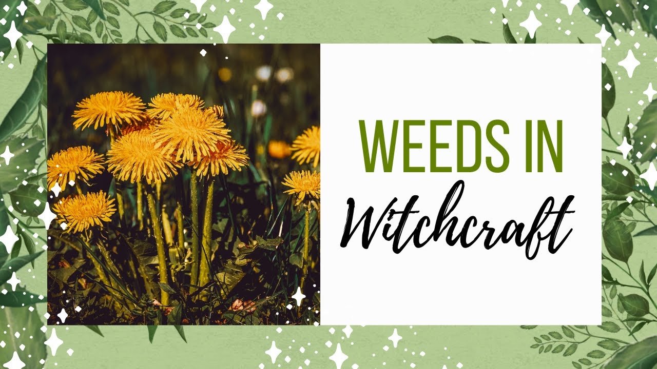 5 Weeds in Witchcraft║Green Witchcraft + Plant Magick