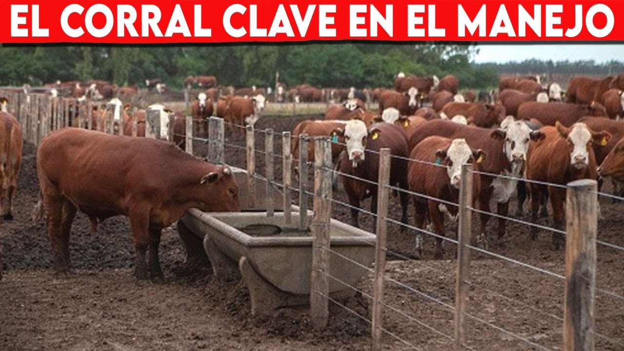 🔴 EL CORRAL Clave En El MANEJO De GANADO Bovino ✅ Vacas Lecheras  y Doble Propósito