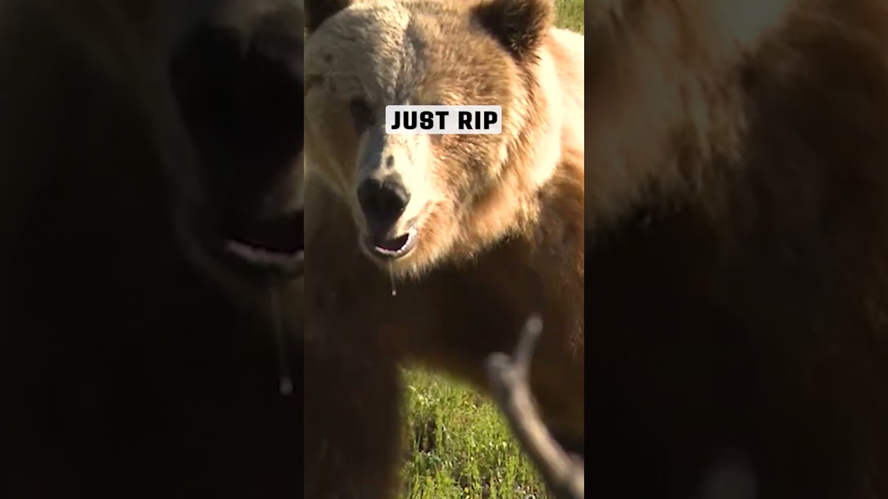 Близкий контакт: суровая реальность неудачной охоты на гризли с луком