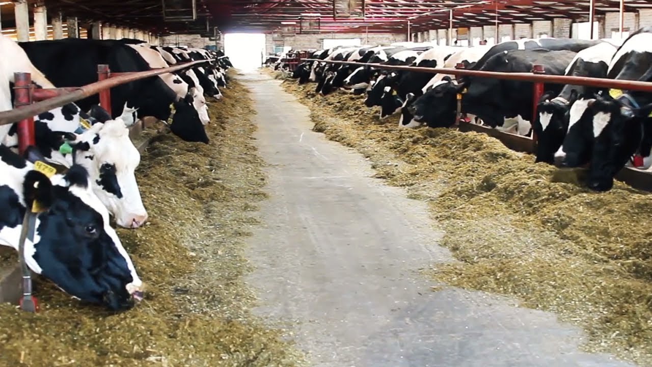 Cosa significa benessere animale?