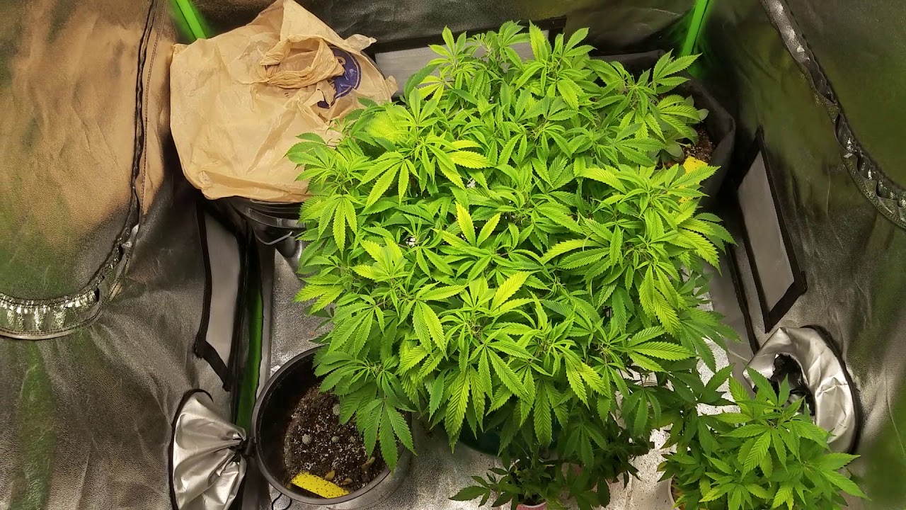 Grow 5: Veg Update, Milk n Cookies Mars Hydro TS3000 3x3 Grow