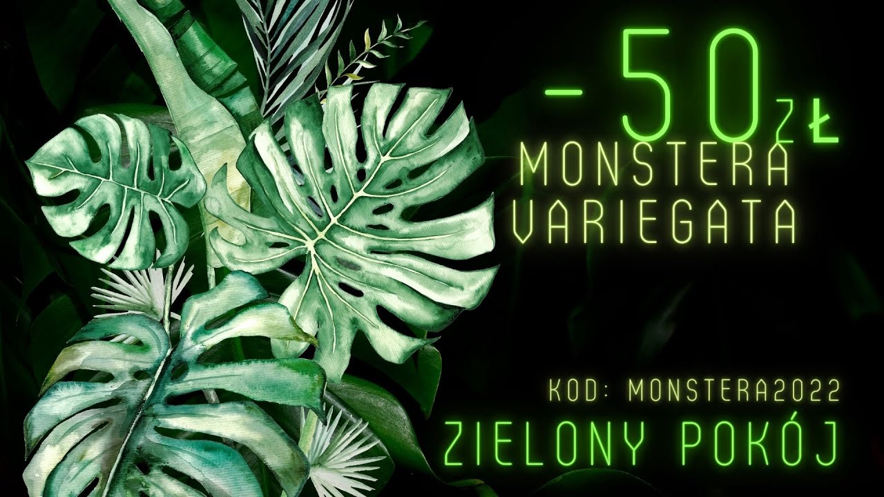 Ogromna dostawa roślin w Zielonym Pokoju rośliny bezpieczne dla zwierząt z variegacją.