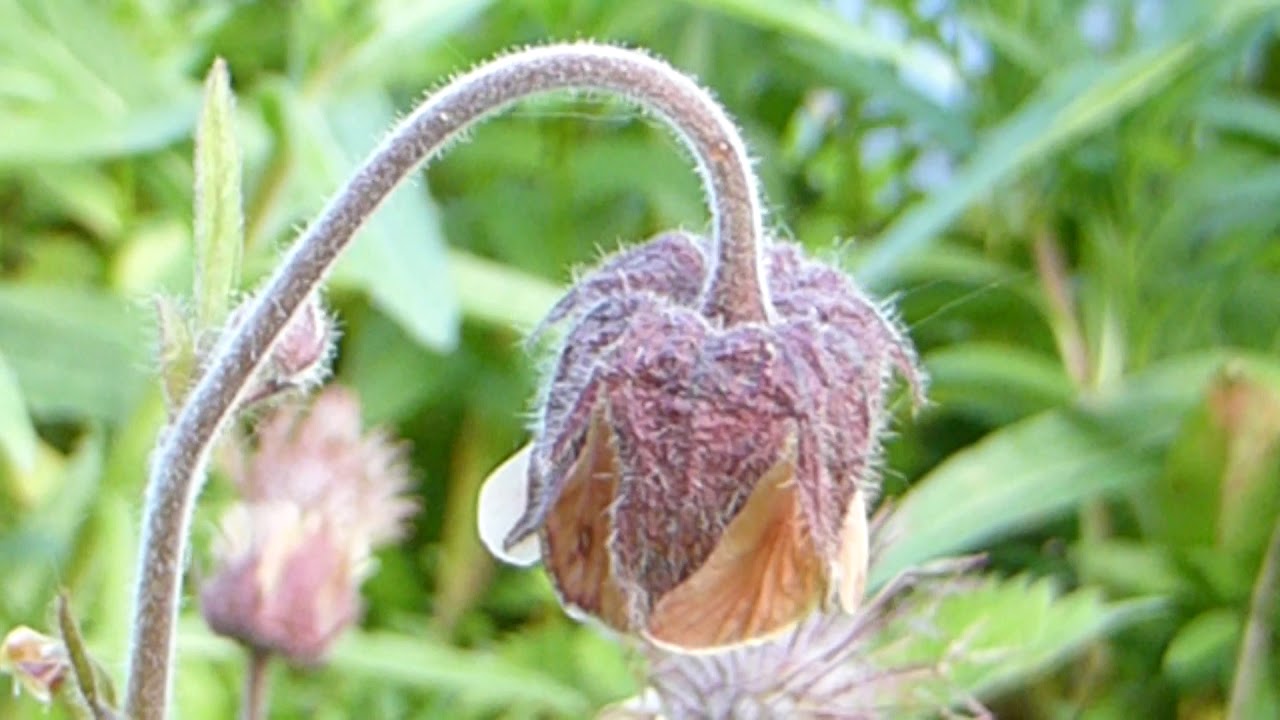 Water Avens - Geum rivale - Fjalldalafífill - Biskupshattur - Villt blóm