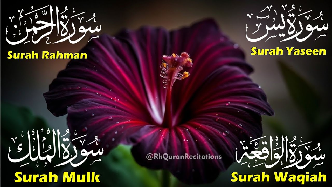 Beautiful Surah Yaseen (Yasin) | Surah Rahman | Surah Waqiah | Surah Mulk | Episode 106