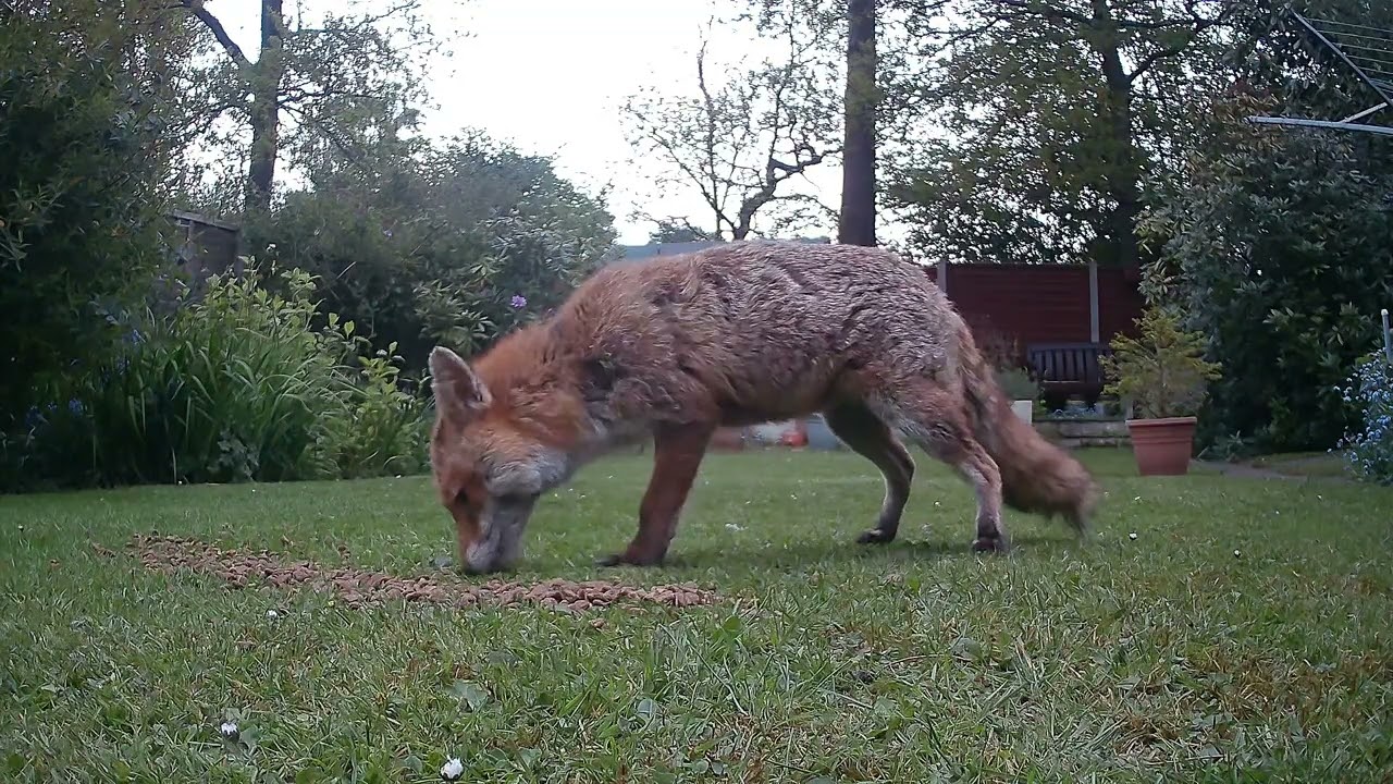 Fox Hit by Badger 26th April 2025