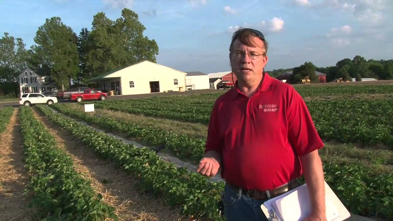 Improved Variety Selection of Strawberries for the Eastern US - Final Outcomes