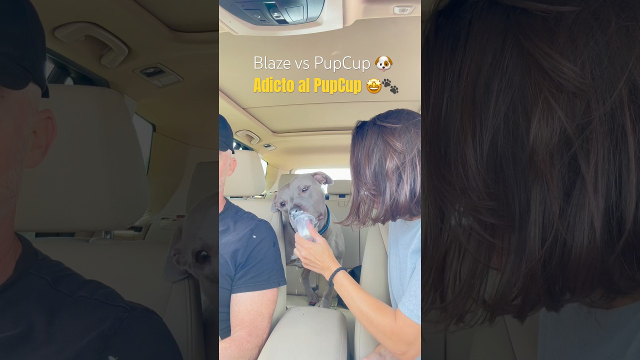Blaze disfrutando su PupCup favorito 🐶☕️ 