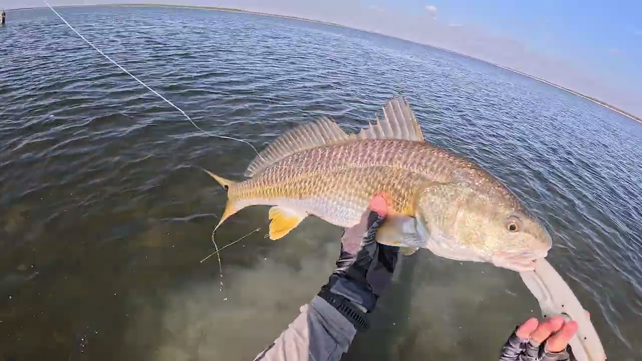 Red Drum Sight Cast in Clear Water