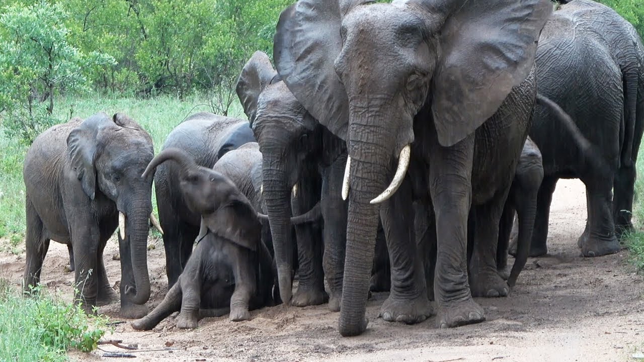 PEACEFUL moment as Elephant RELAX in the RAIN 🐘🌧️