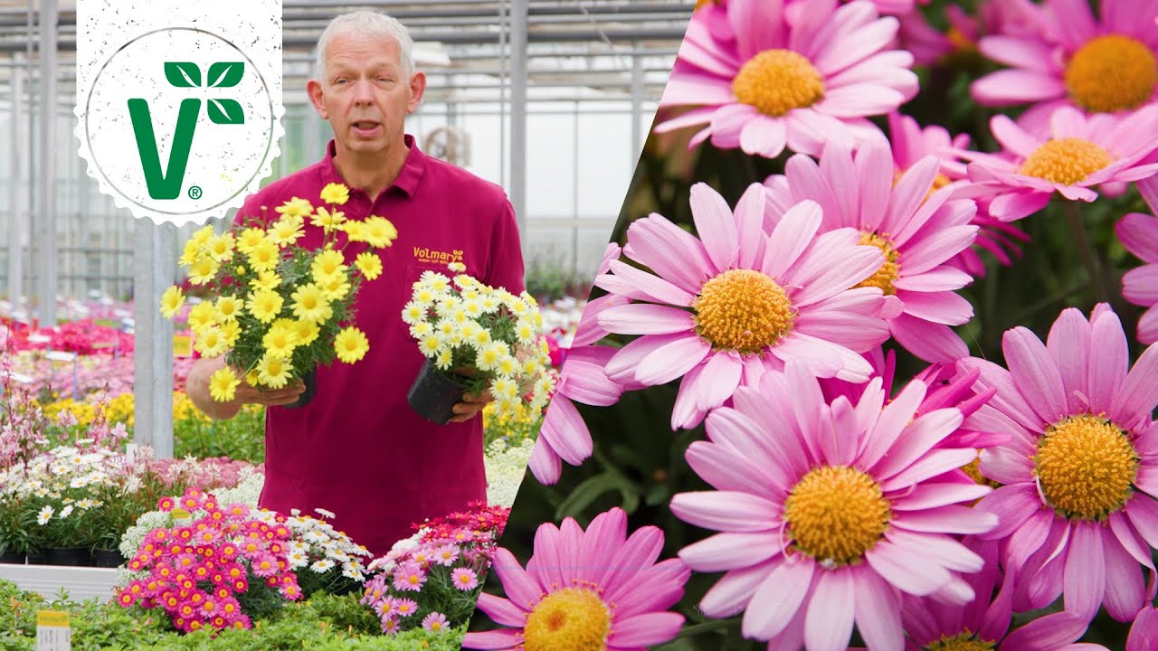 Welche Vielfalt halten Strauchmargeriten bereit? - Volkers Gartenwissen