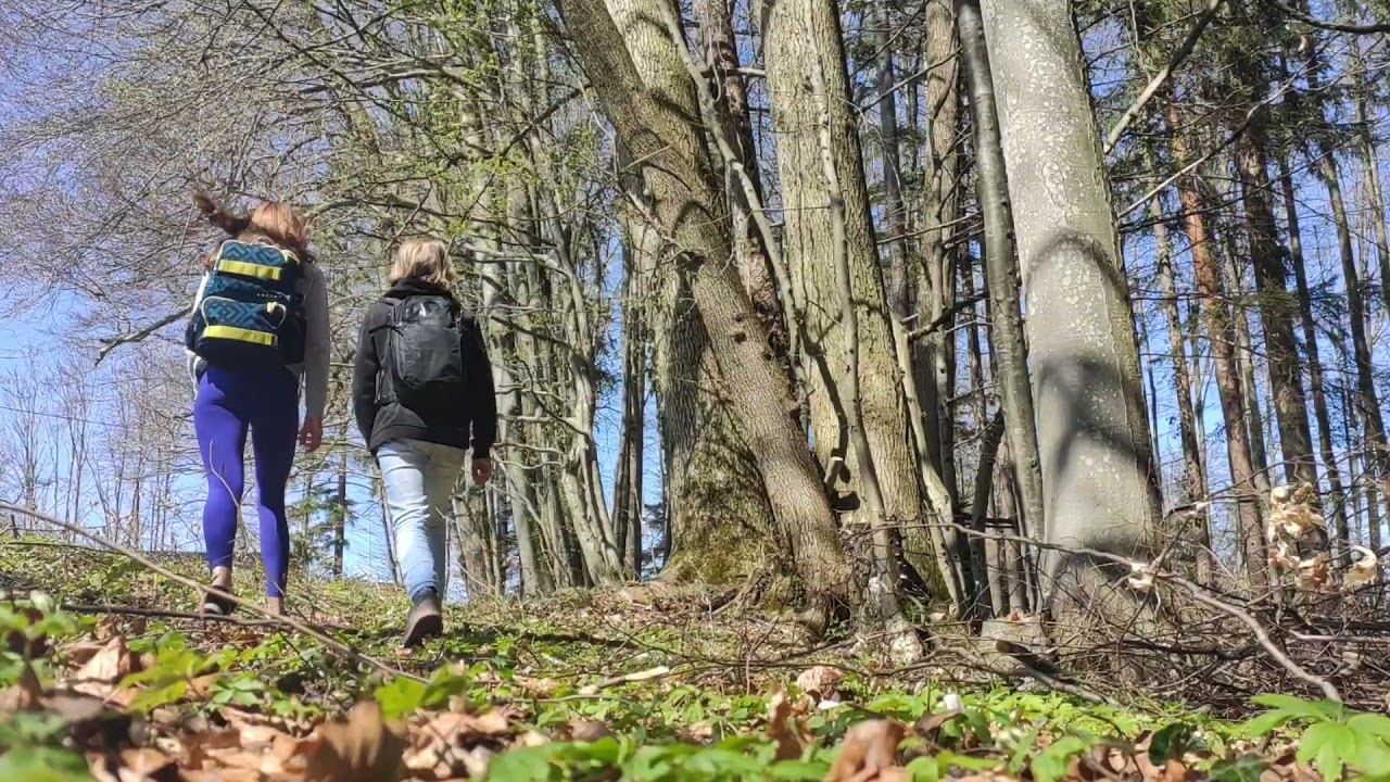 #MoveSbg Unser vielfältigster Trainingsort - Der Wald #BGZaunergasse