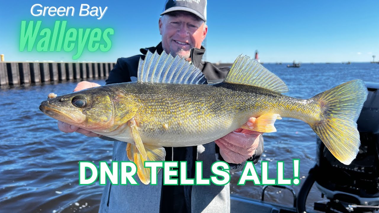 The TRUTH About Green Bay's Walleye Population | DNR Tells ALL