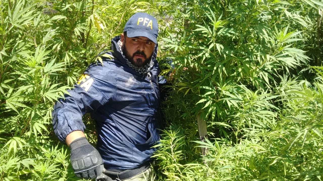 Historias Innecesarias: Historia de la Marihuana