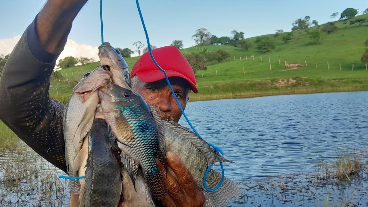 Pescaria raiz de tilápias bruto e cará Zebu#açude#pescaria 