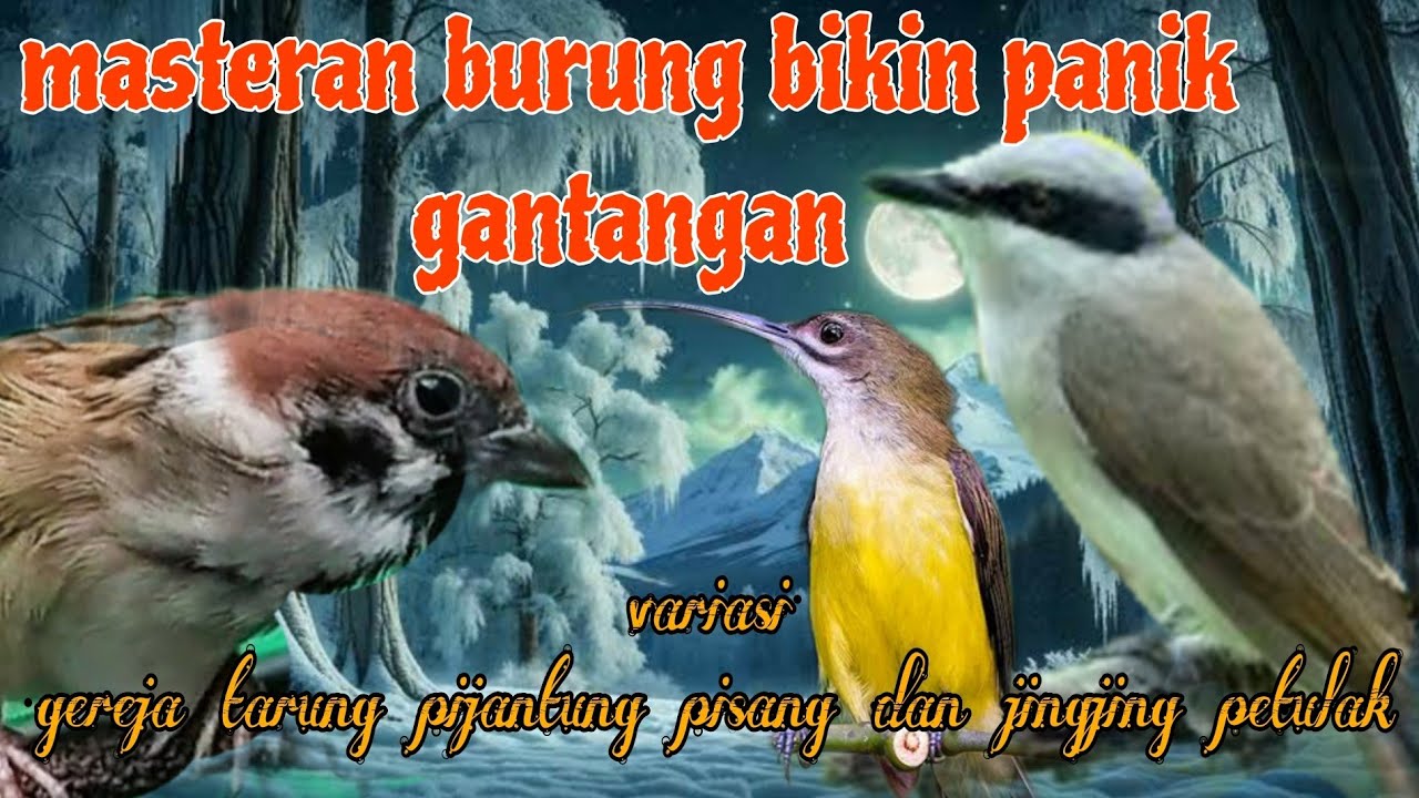 Gereja tarung pijantung dan jingjing petulak bikin panik gantangan 🔥🔥