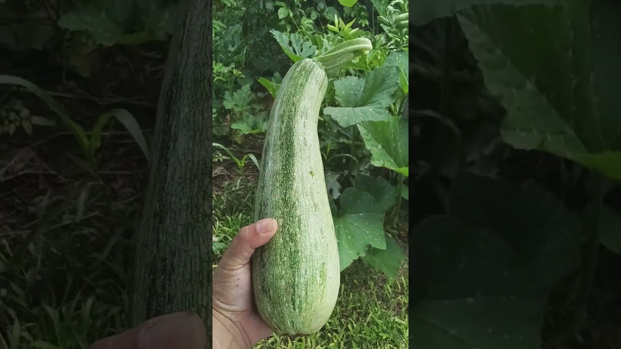 Dica para colher abóboras Grandes #aduboorganico 