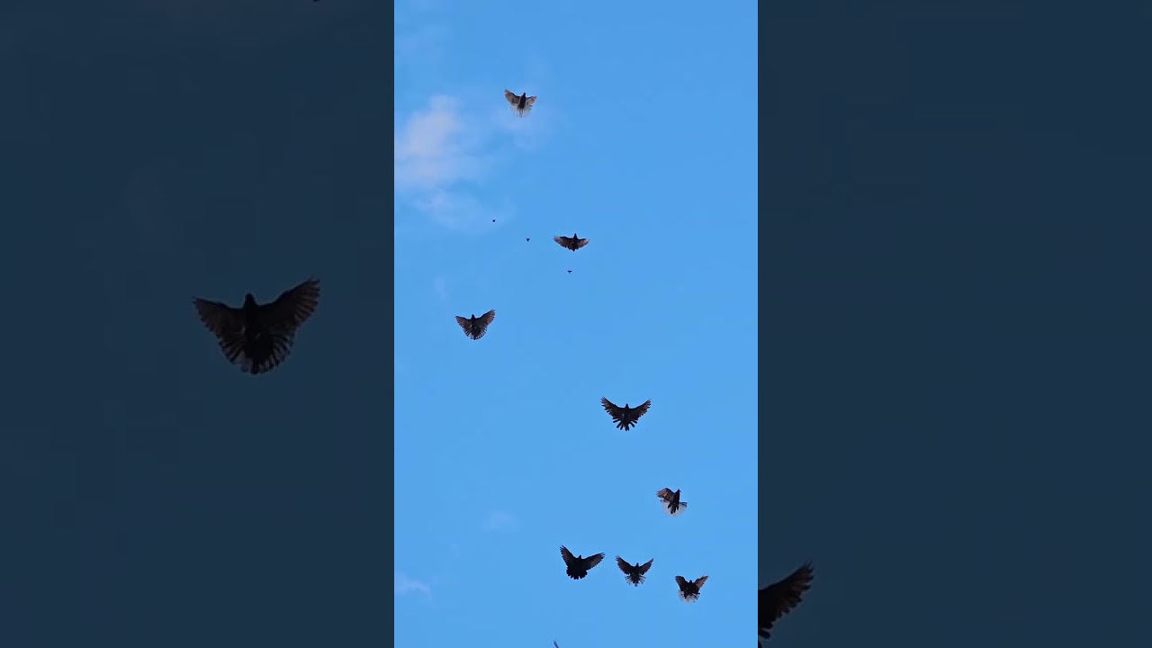 хто хоче , той летить 