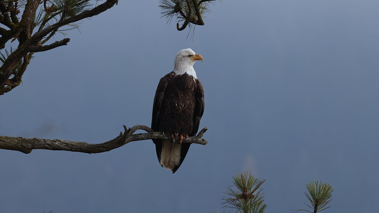 Still Wings | Bald Eagle on a Morning Perch