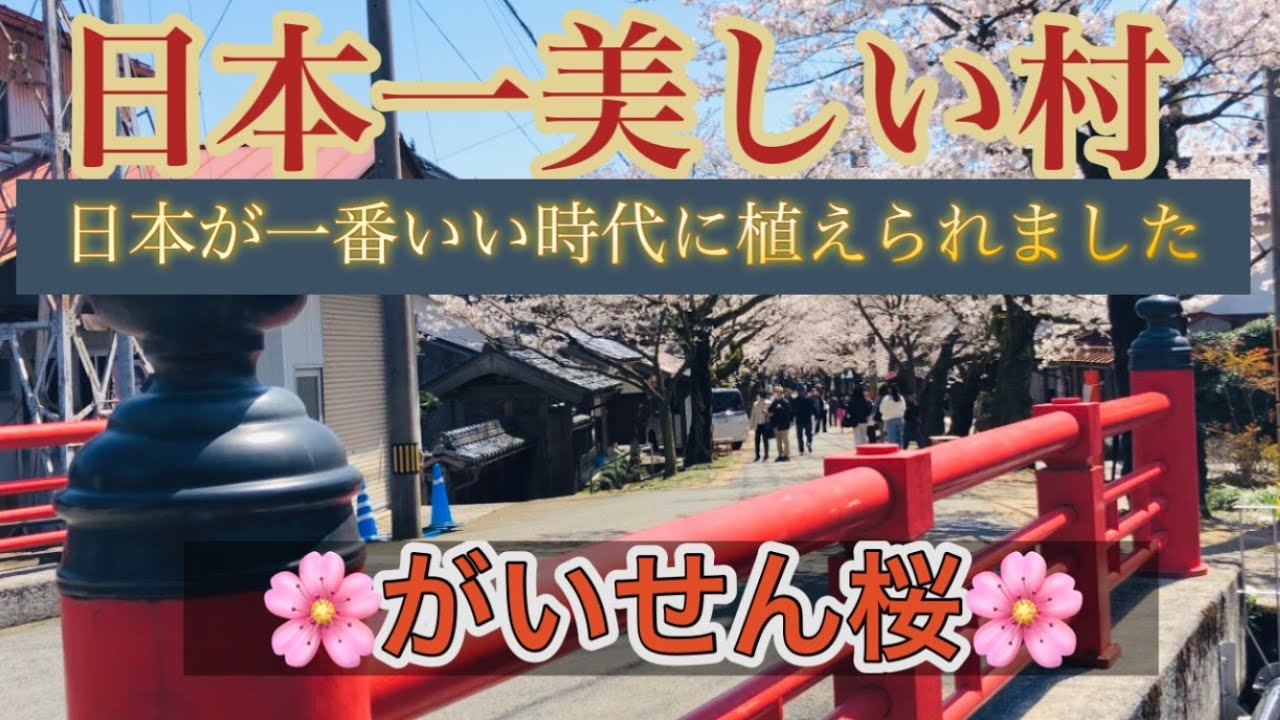 がいせん桜　新庄村   #岡山県   #新庄村　＃ツーリング　＃バイク　♯がいせん桜