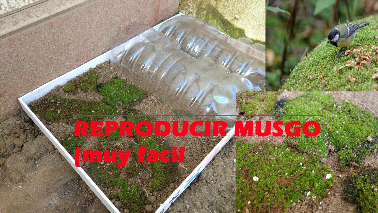 REPRODUCIR MUSGO-(muy facil)para Fotografia de AVES