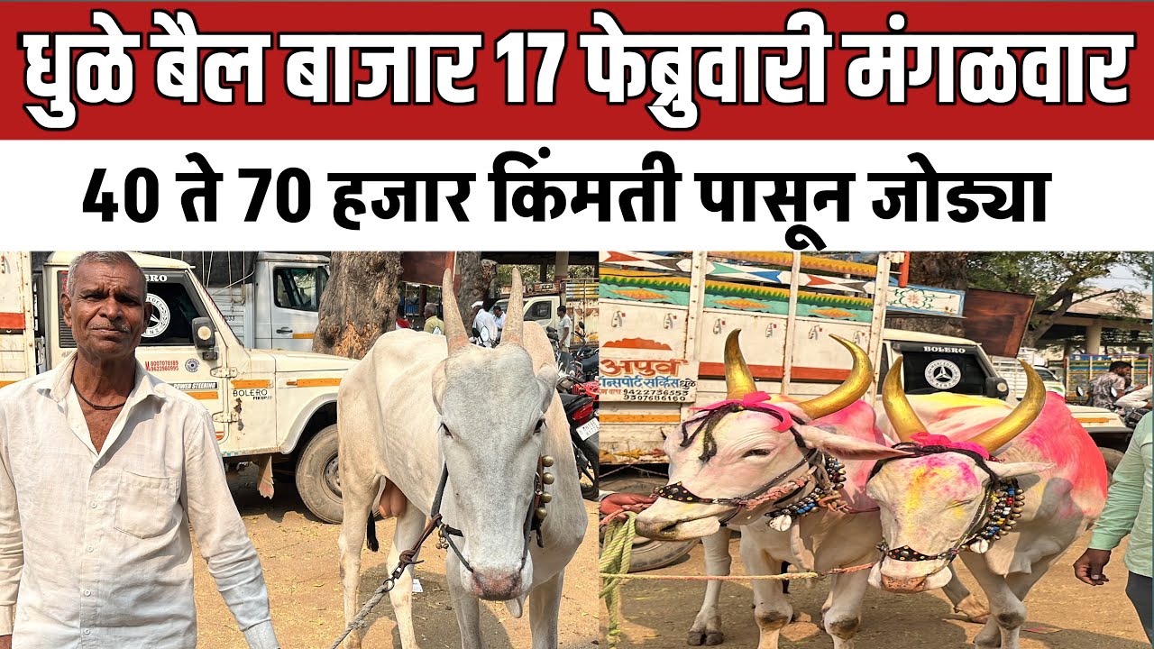 धुळे बैल बाजार 🛑 17 फेब्रुवारी मंगळवार | 40 हजार ते 70 हजार किंमतीचे बैल पाहा 