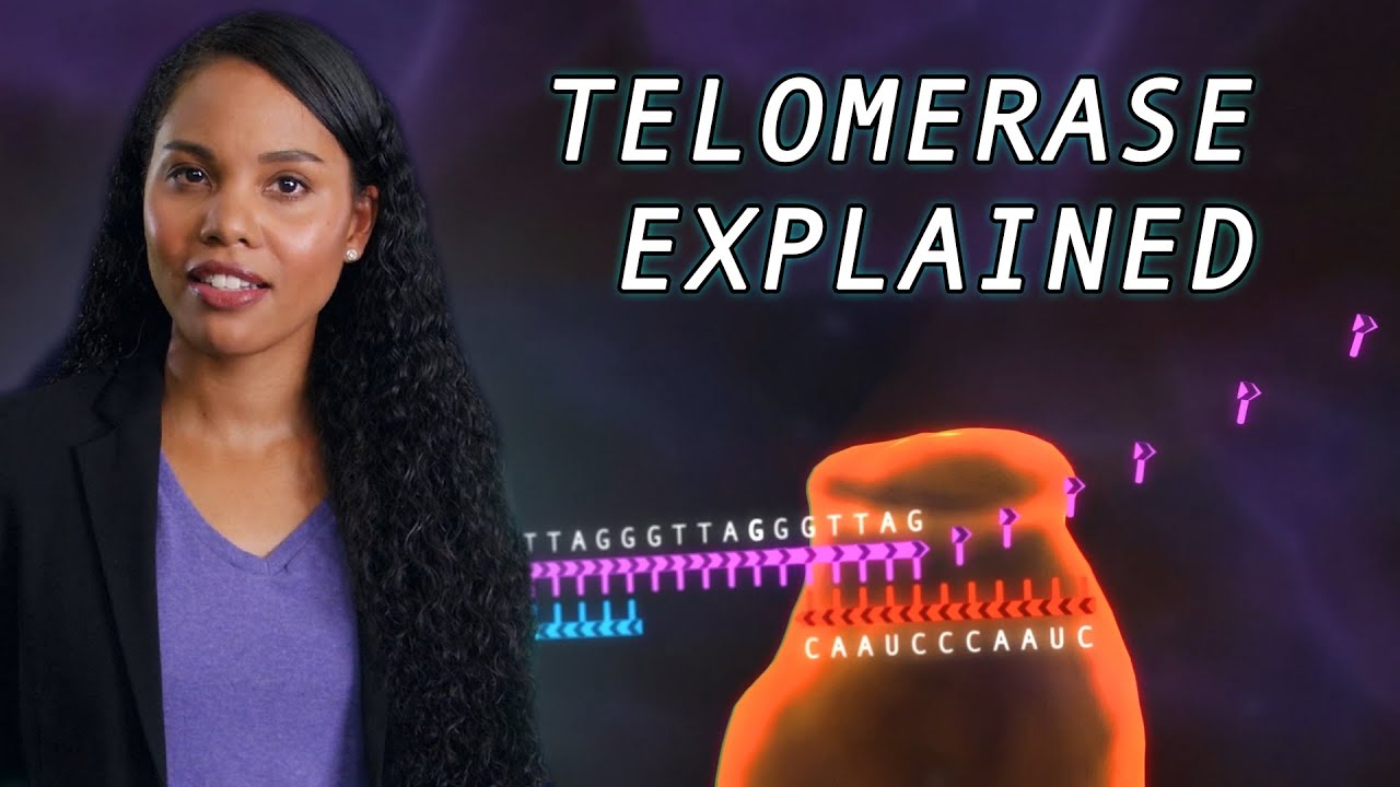 Связь между теломеразой и старением