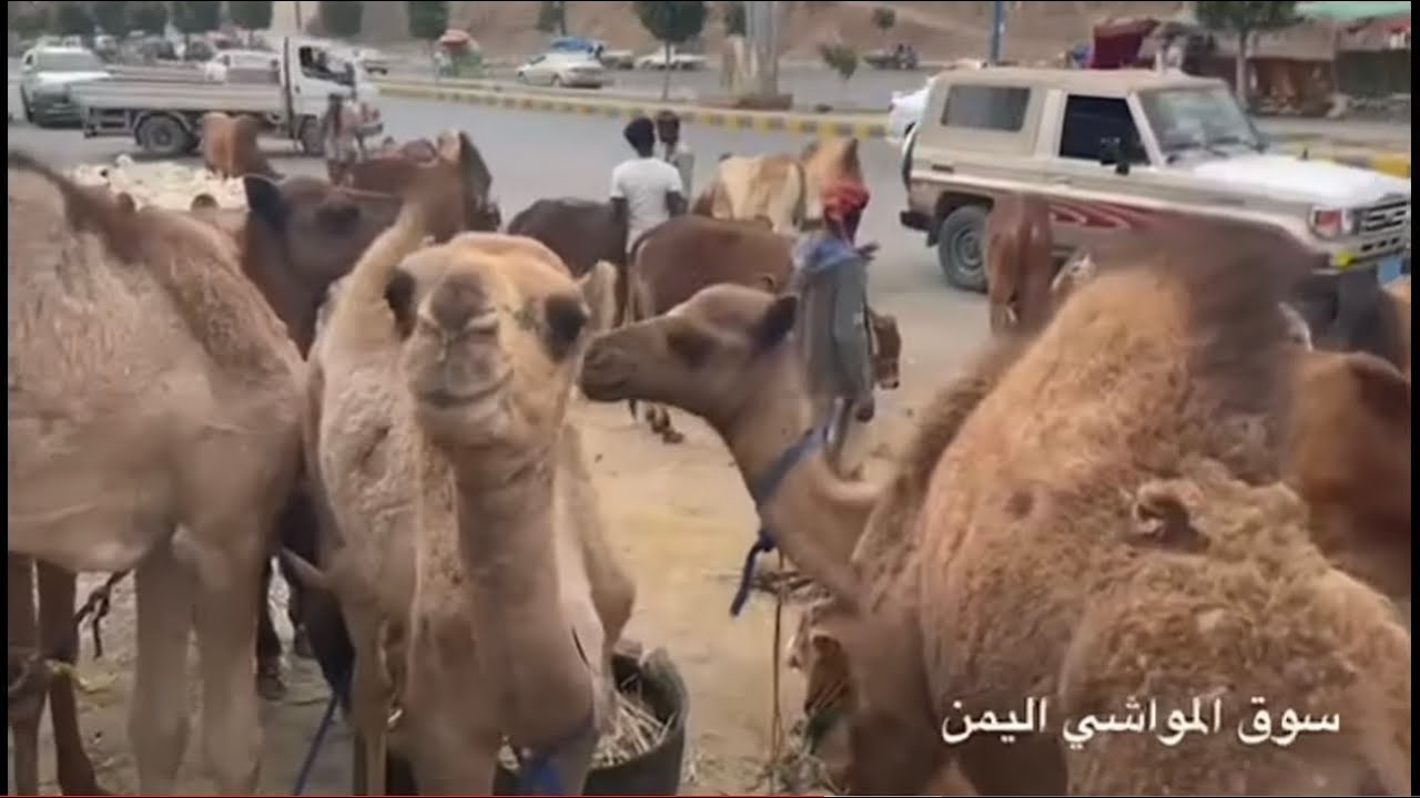 اسعار ￼ اضاحي  العيد في اليمن صنعاء 1/1/2021