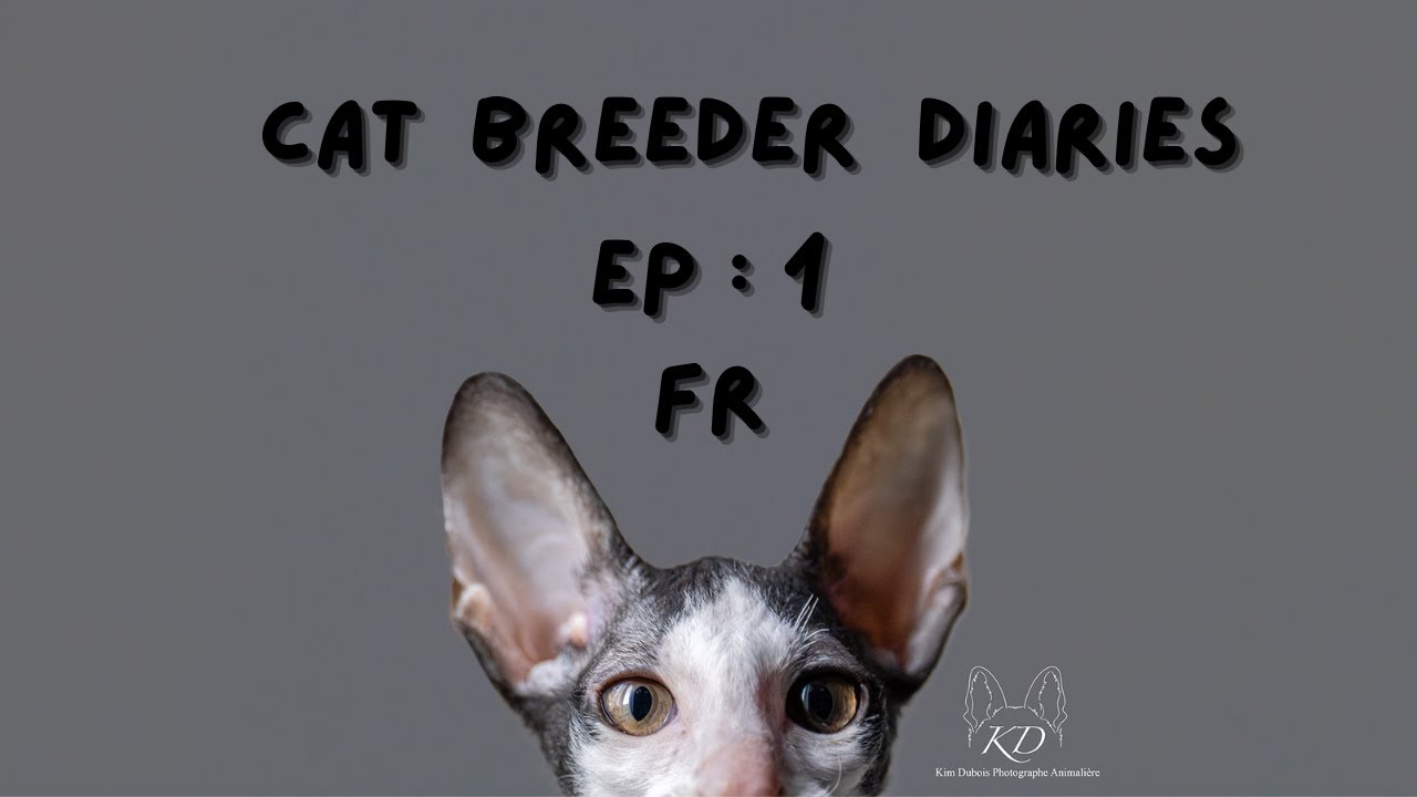 Cat Breeder Diaries Ep.1 – L’aventure commence, je pars chercher ma première chatte reproductrice!