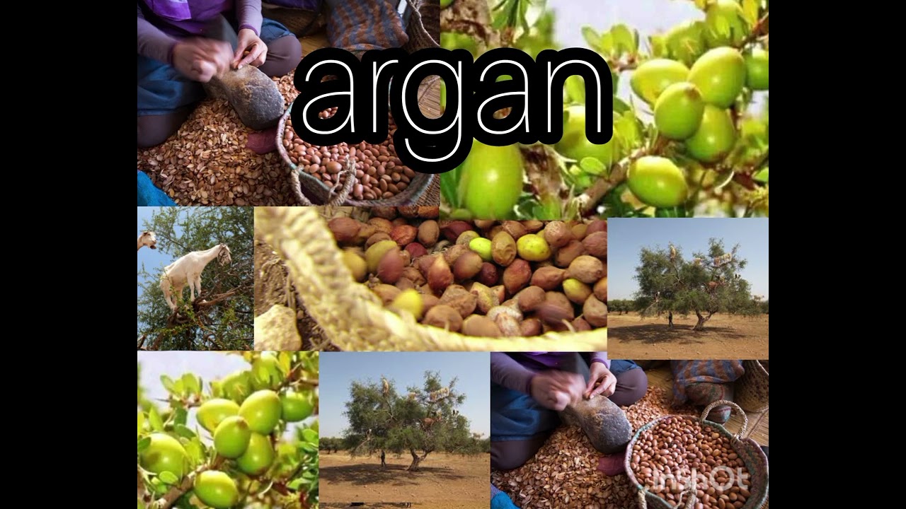 Argan : paroles abdallah kim compositeur et chant abdelmajid gurrabi