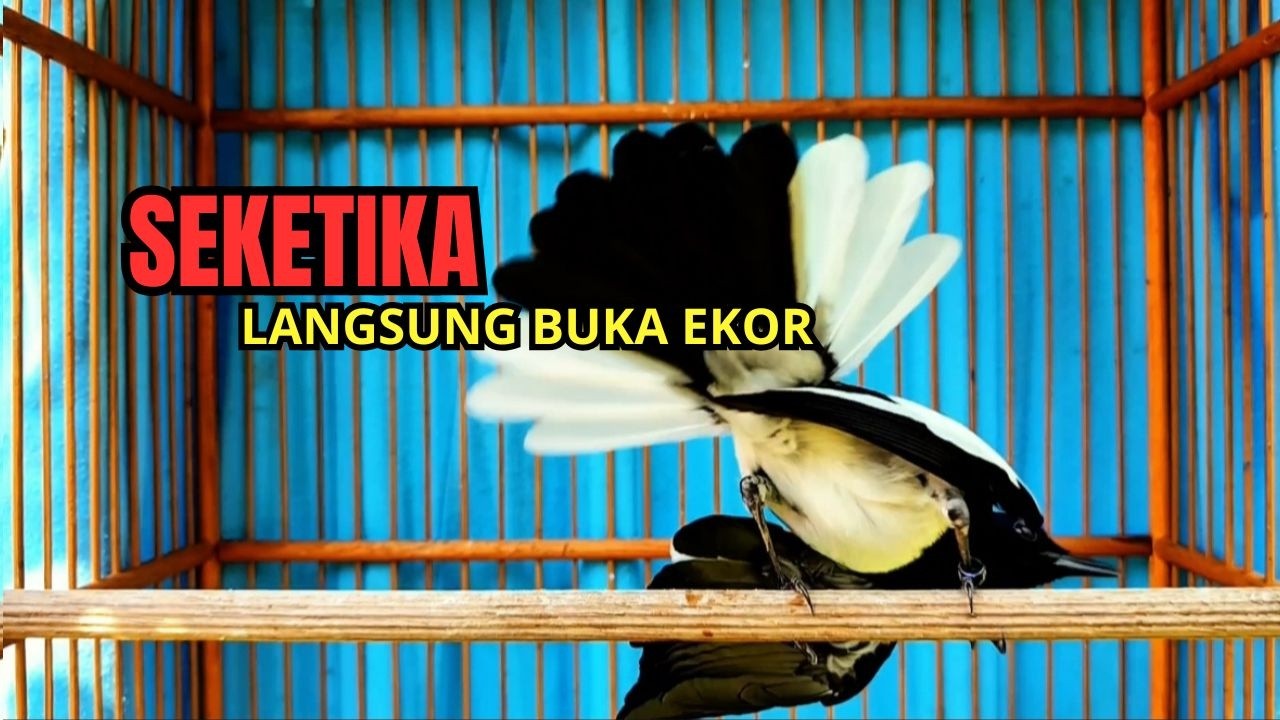 Suara Burung kacer gacor NGEPLONG tarung ini paling ampuh buat PANCINGAN KACER agar EMOSI Nyaut