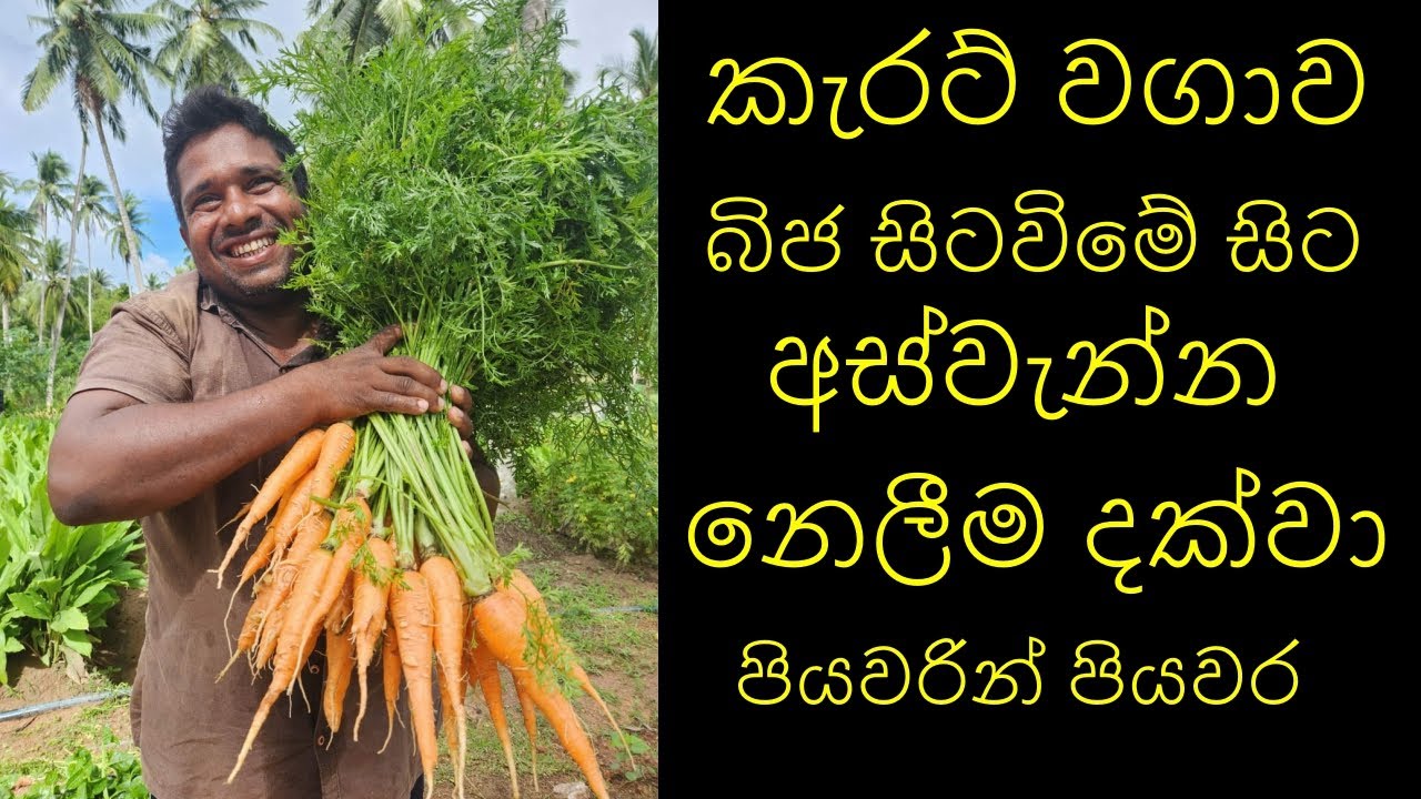 කැරට් වගාව බිජ සිටවනතැනසිට අස්වැන්න නෙලීම දක්වා Carrot cultivation from seed to harvest kerat wagawa