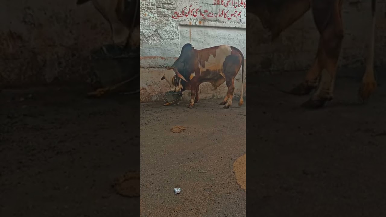MashaAllah Beautiful Ablak cow