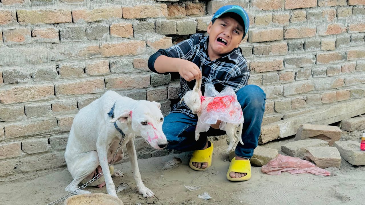 Zalim Dolly ny apny puppy 🐶 ko mar deya 😳|| Ali bht sad ho gaya 🥺 ||