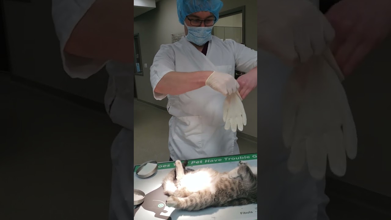 Feline Neuter Prep Part 1