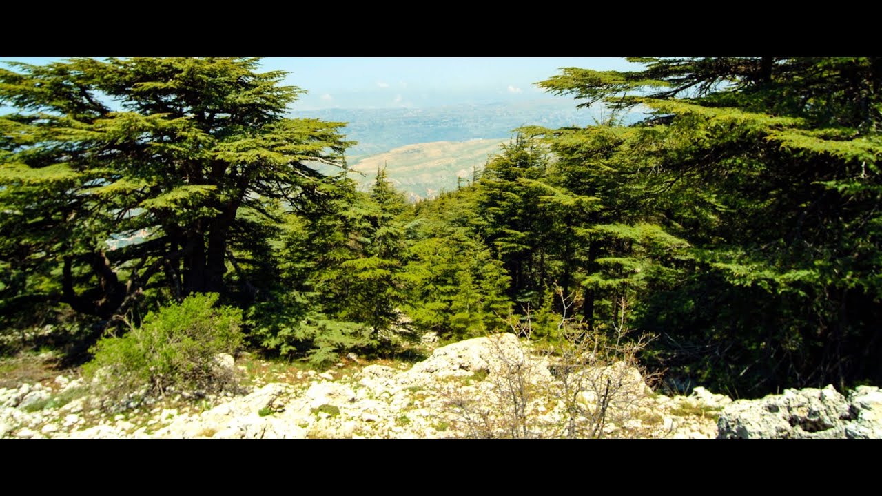 Barouk Cedars Reserve - (Lebanon)