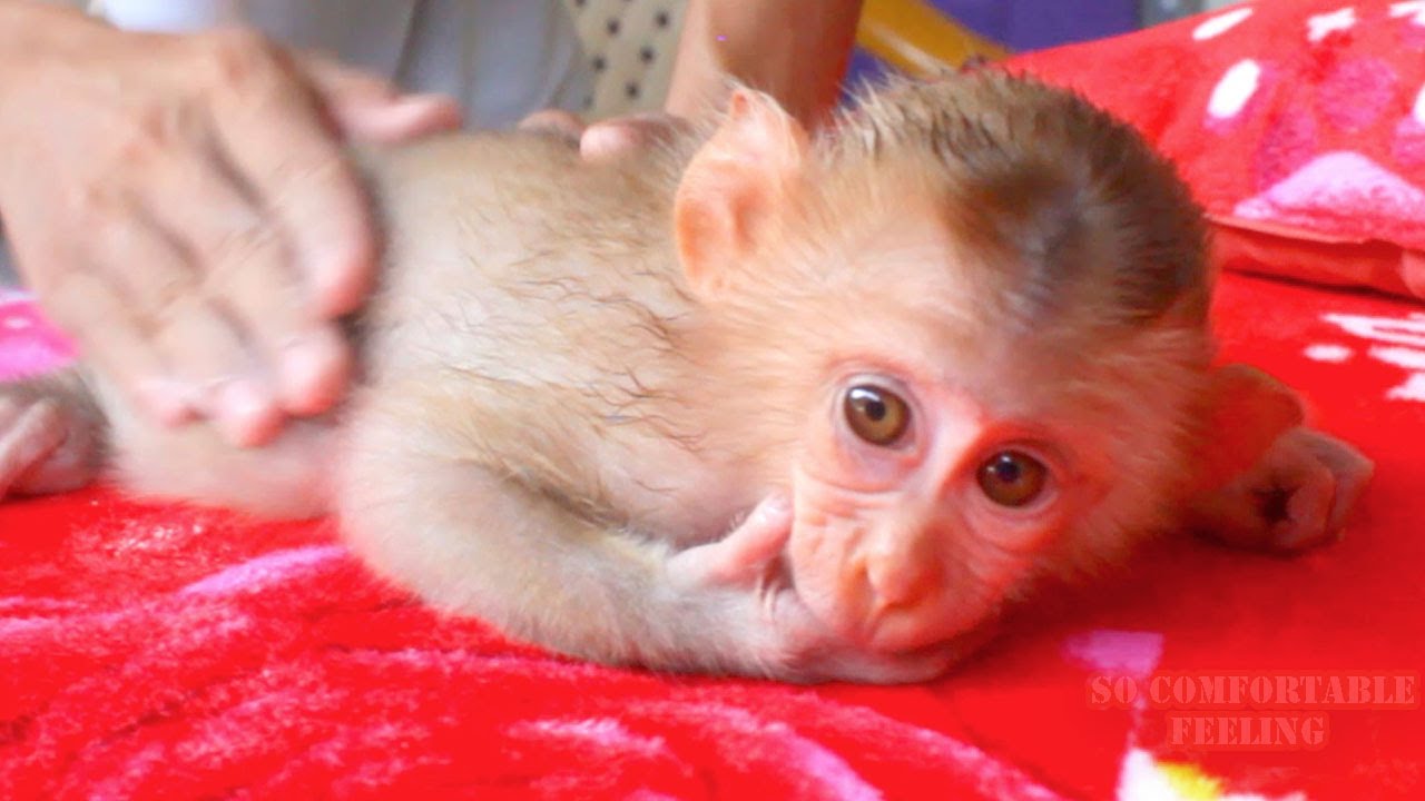 Brother Applies Powder & Massages Gently Over Cute Baby Monkey Abbey Body Feeling So Good