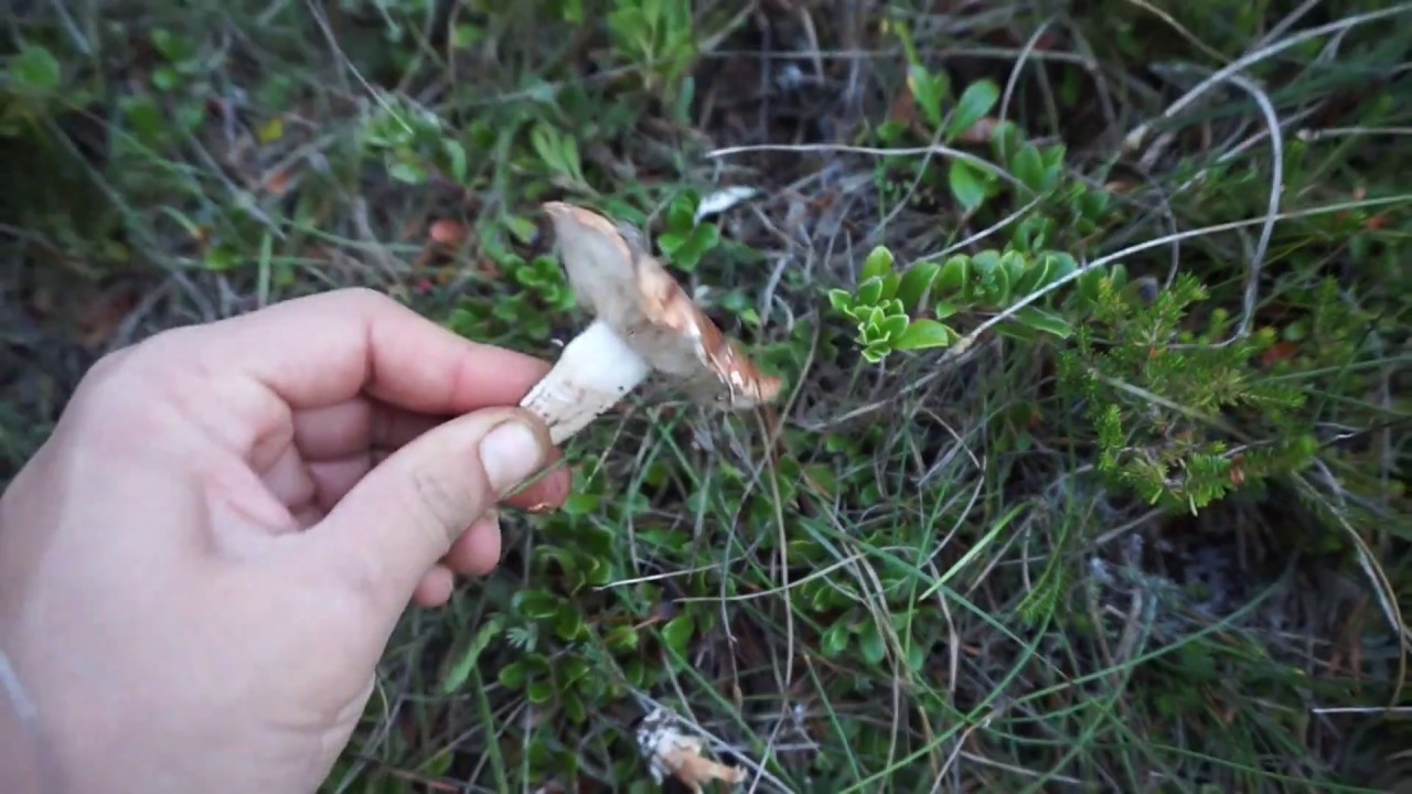 Salida a por setas al monte, cogimos algún ejemplar de Tricholoma fracticum !!