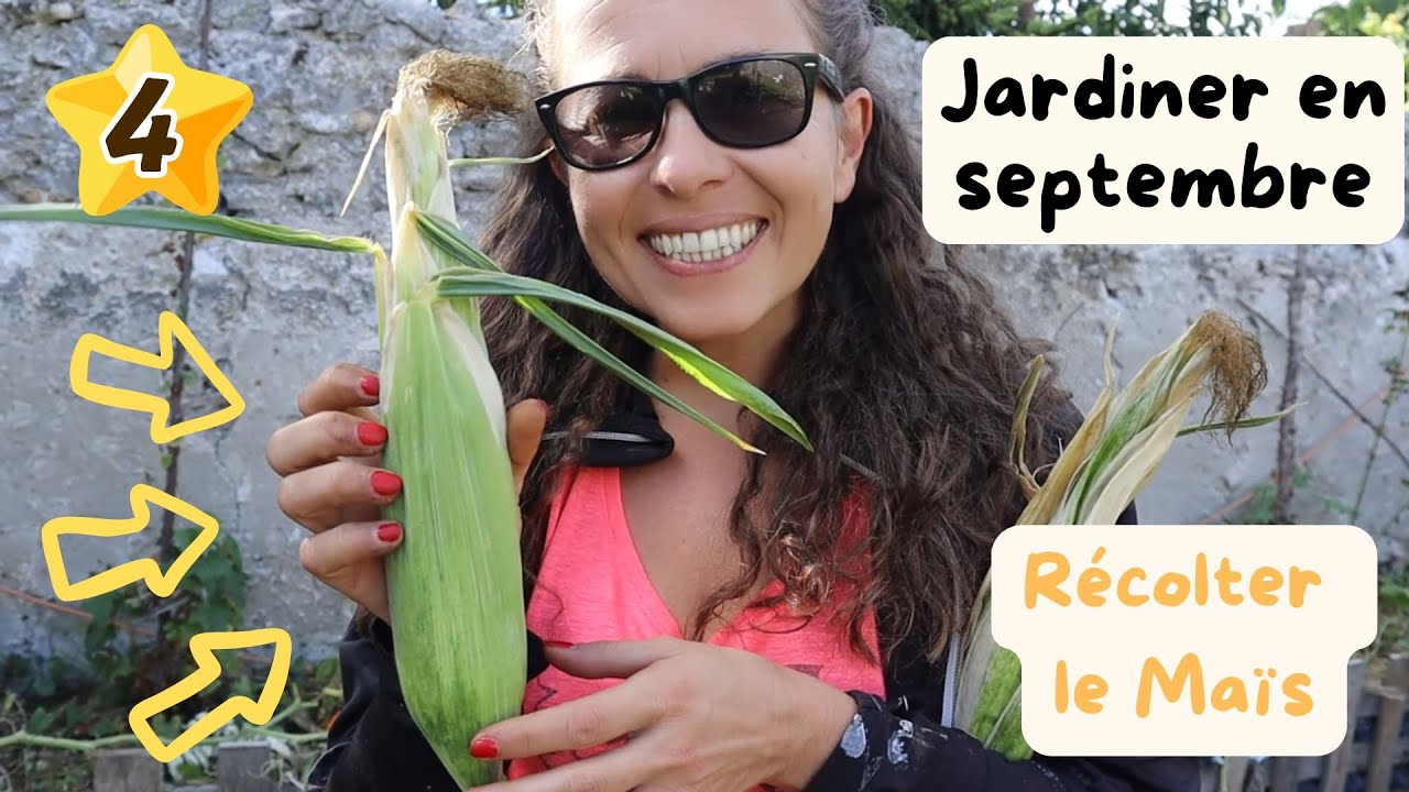 🌽 Récolte du maïs : doux-popcorn-farine et graines #potager #garden #corn