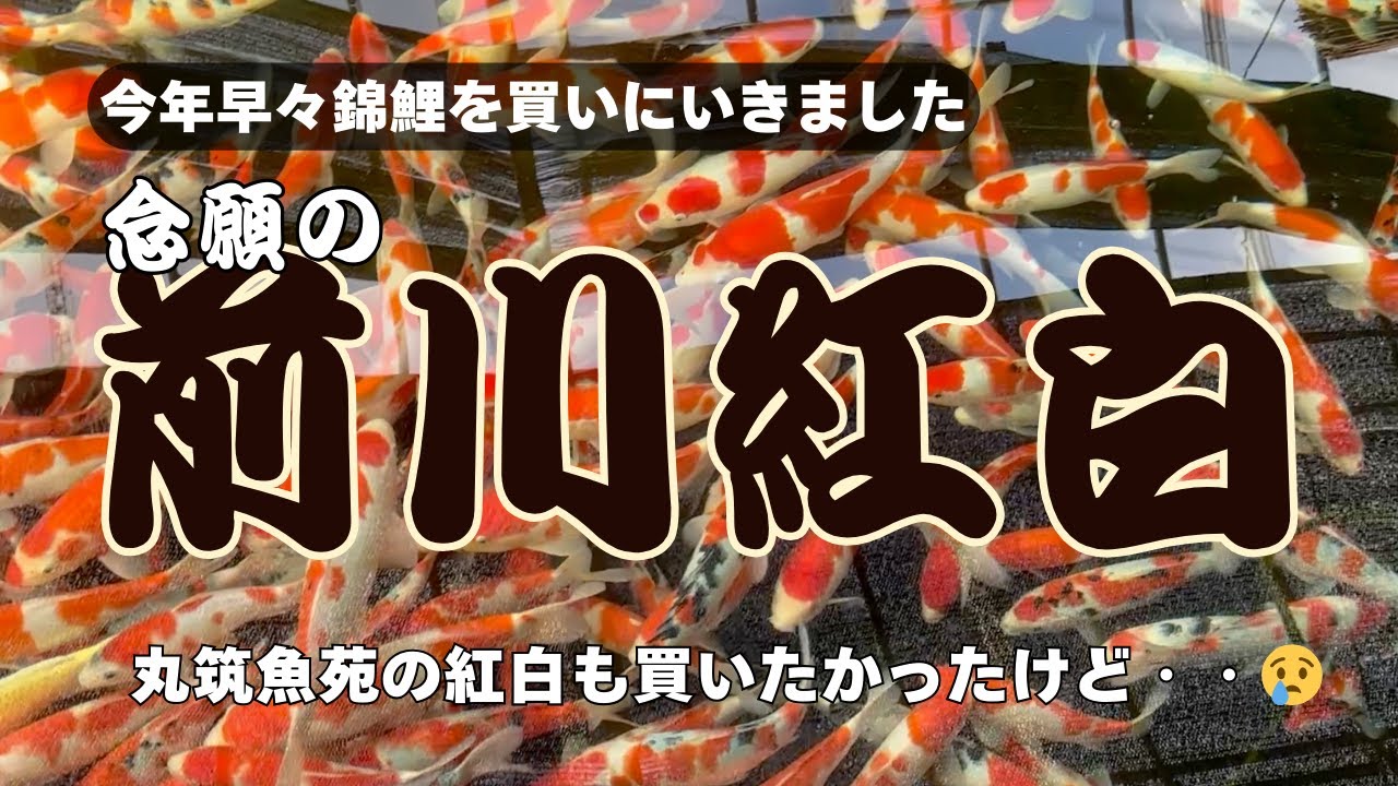念願の錦鯉　前川紅白を買いに行ってきました。予算が・・😢