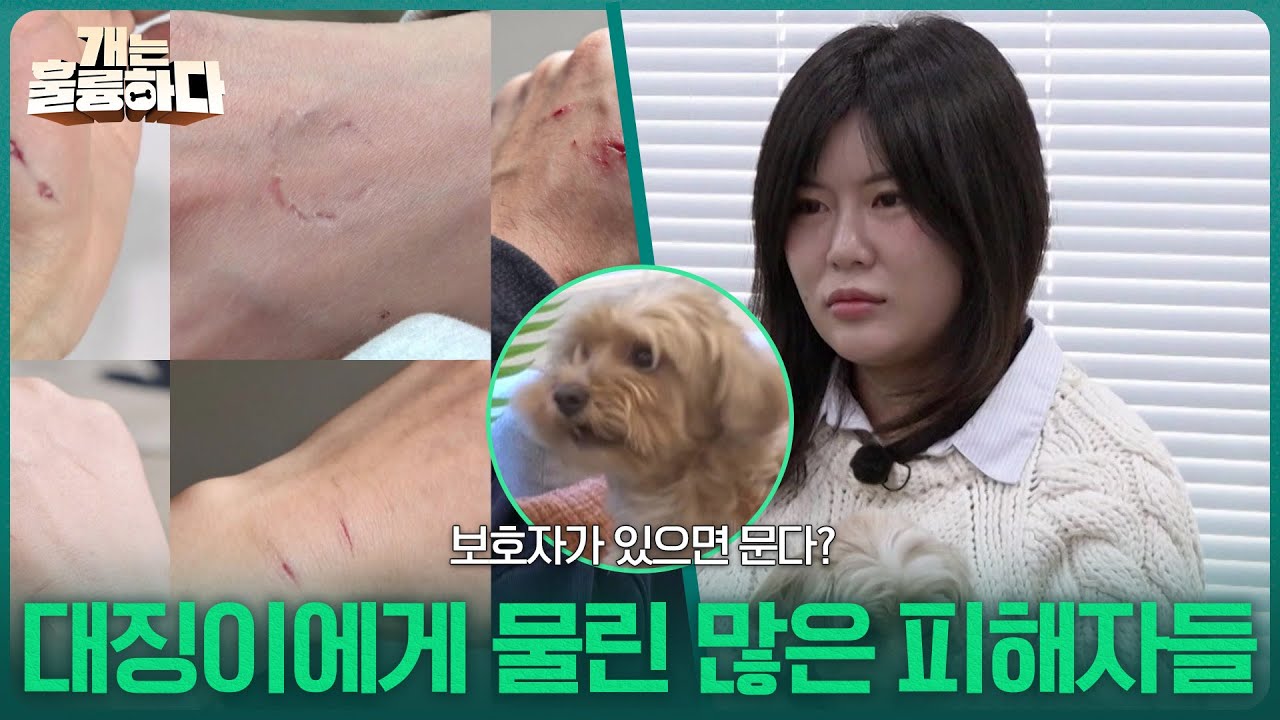 대징이에게 물린 많은 피해자들 [개는 훌륭하다] | KBS 260309 방송
