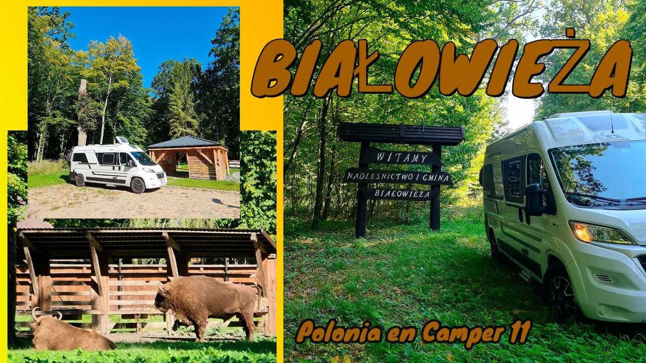 BIAŁOWIEŻA. Polonia en Camper #11