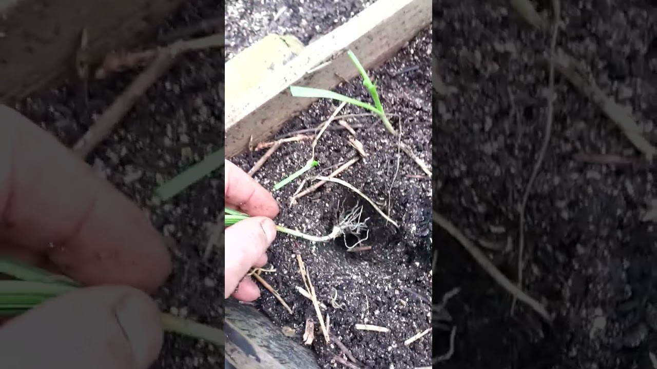 produire ses semences d'ail violet.