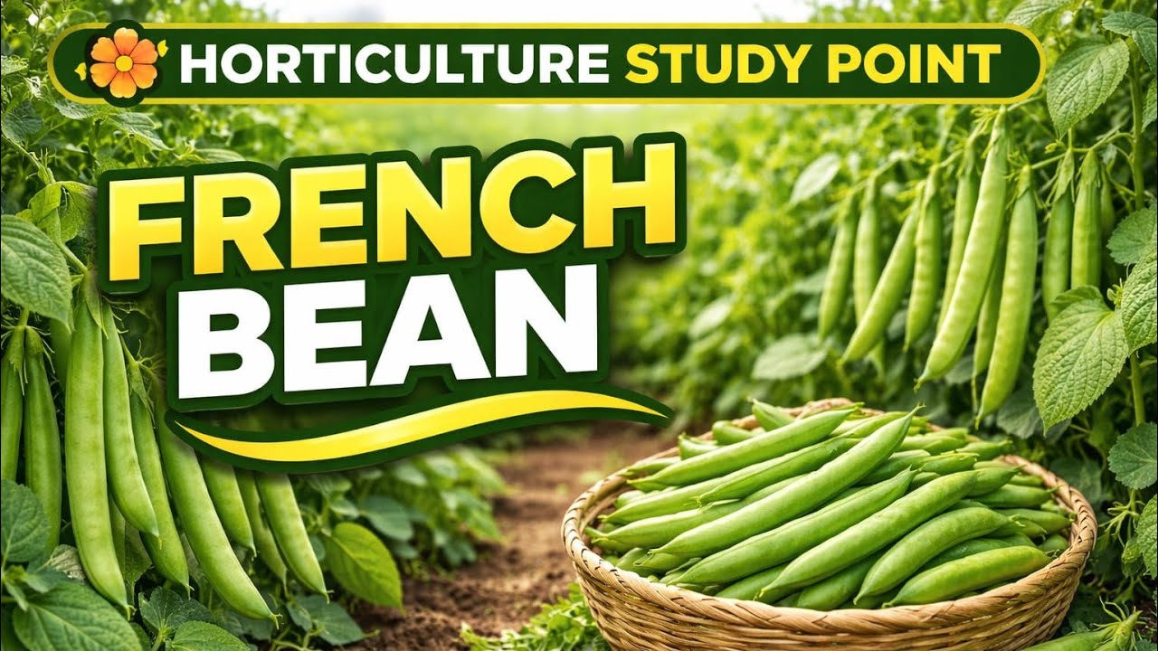 Bean