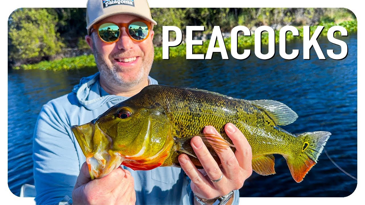 Getting Yelled At By Airboats and Catching Peacock Bass | Fishing Charter