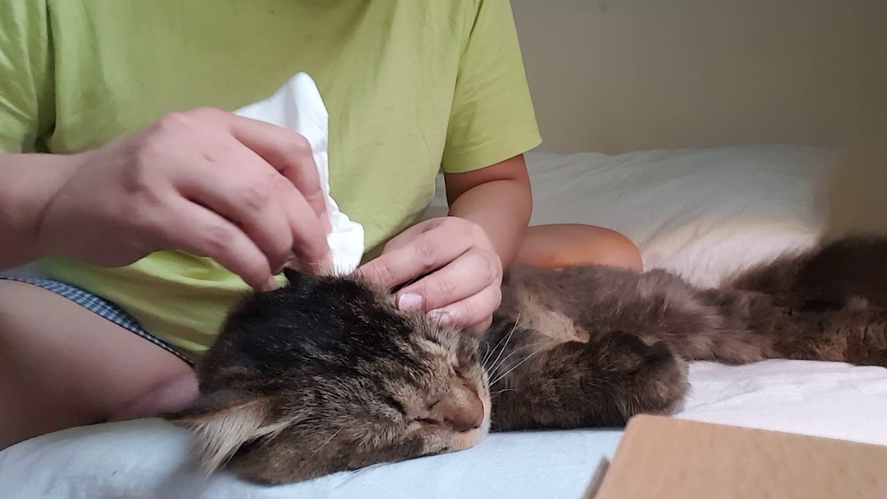 Samsun and I: Cleaning the left ear of Cat is grosssss. But Samsun feels so good.