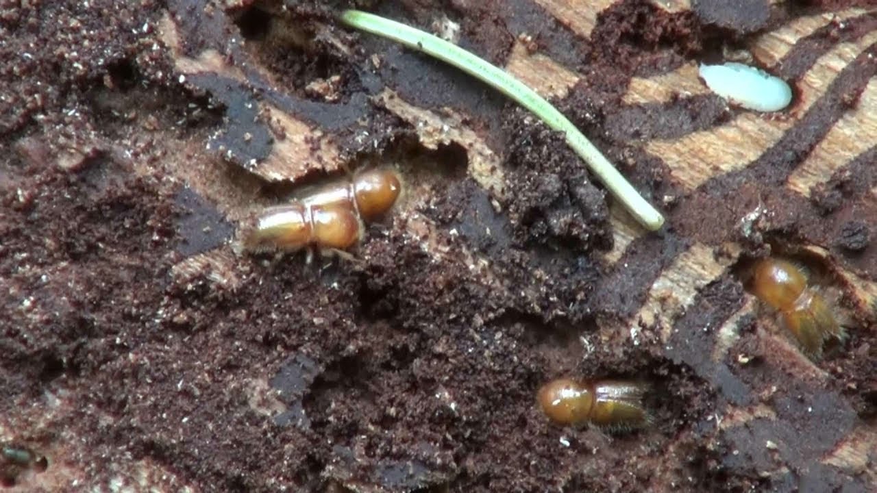Les &eacute;pic&eacute;as du rucher attaqu&eacute;s par les scolytes