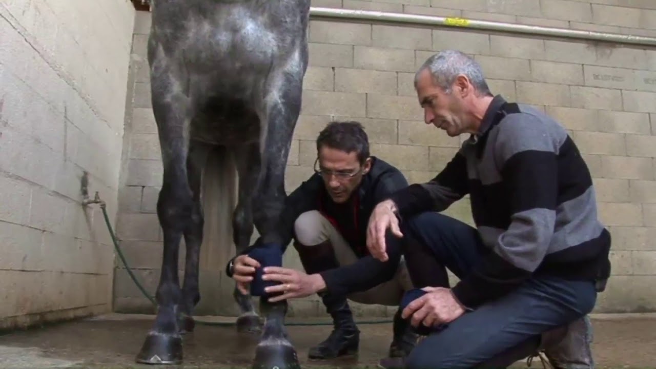 Mise en Selle - : Comment poser des bandes de polo